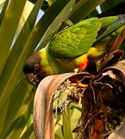 The California Parrot Project